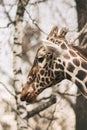 Portrait of a young male Reticulated Giraffe, Giraffa camelopardalis reticulata. Close up portrait of Masai giraffe Royalty Free Stock Photo