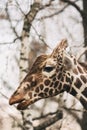 Portrait of a young male Reticulated Giraffe, Giraffa camelopardalis reticulata. Close up portrait of Masai giraffe Royalty Free Stock Photo