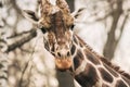 Portrait of a young male Reticulated Giraffe, Giraffa camelopardalis reticulata. Close up portrait of Masai giraffe Royalty Free Stock Photo