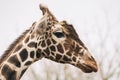 Portrait of a young male Reticulated Giraffe, Giraffa camelopardalis reticulata. Close up portrait of Masai giraffe Royalty Free Stock Photo