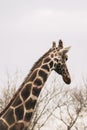 Portrait of a young male Reticulated Giraffe, Giraffa camelopardalis reticulata. Close up portrait of Masai giraffe Royalty Free Stock Photo