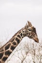 Portrait of a young male Reticulated Giraffe, Giraffa camelopardalis reticulata. Close up portrait of Masai giraffe Royalty Free Stock Photo