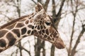 Portrait of a young male Reticulated Giraffe, Giraffa camelopardalis reticulata. Close up portrait of Masai giraffe Royalty Free Stock Photo