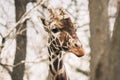 Portrait of a young male Reticulated Giraffe, Giraffa camelopardalis reticulata. Close up portrait of Masai giraffe Royalty Free Stock Photo