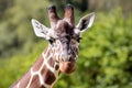 Portrait of a young male Reticulated Giraffe, Giraffa camelopardalis reticulata, Royalty Free Stock Photo