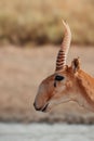 Portrait of A young male saiga antelope. Saiga head in profile. Portret of wild antelope in the steppe. Saiga tatarica