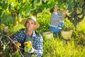 Portrait of young man farmer picking harvest of green grapes