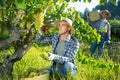 Portrait of young man farmer picking harvest of green grapes