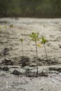 Portrait of a young mangrove tree on a mud field,selective focus,filtered image Royalty Free Stock Photo