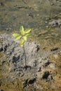 Portrait of a young mangrove tree on a mud field,selective focus,filtered image Royalty Free Stock Photo