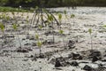 Portrait of a young mangrove tree on a mud field,selective focus,filtered image Royalty Free Stock Photo