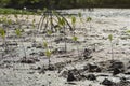 Portrait of a young mangrove tree on a mud field,selective focus,filtered image