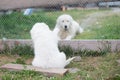Portrait of a young maremma sheepdog puppy is saying hello by its paw to daddy through the fence in summer.