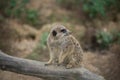 young meerkat standing on tree branch Royalty Free Stock Photo