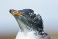 Portrait of a young molting Gentoo penguin Royalty Free Stock Photo