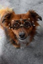 Even a dog can become short-sighted, dog with trial frame