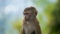 portrait of young monkey kid male on green background. little great ape mighty and biggest monkey primate world. Wild Royalty Free Stock Photo