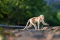 Portrait, young monkey or Macaca in nature forest, it standing position looked full body elegant, walk forward alone on outdoor Royalty Free Stock Photo
