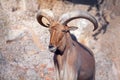 Portrait of young Mouflon