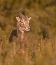 Portrait of young Mouflon male Royalty Free Stock Photo
