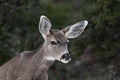 Portrait, young Mule Deer looking at camera. Forest in background. Royalty Free Stock Photo