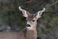 Portrait, young Mule Deer looking at camera. Forest in background. Royalty Free Stock Photo