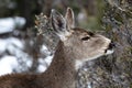 Portrait, young Mule Deer looking at camera. Forest in background. Royalty Free Stock Photo