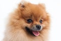 Portrait of a young orange pomeranian spitz