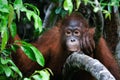 Portrait of a young Orangutan Royalty Free Stock Photo