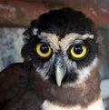 Portrait of young owl chick, Galibi, Maroni, Suriname