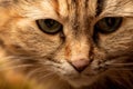 Portrait of a young pied cat close-up