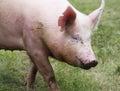 Portrait of a young pig at animal farm on green grass meadow Royalty Free Stock Photo