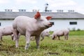 Portrait of a young piglet on breeding farm Royalty Free Stock Photo