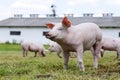 Portrait of a young piglet on breeding farm Royalty Free Stock Photo