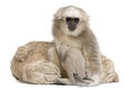 Portrait of young Pileated Gibbon, 1 year old
