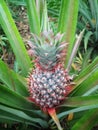 Portrait A Young Pineapple