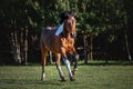 Pinto gelding horse galloping in green field Royalty Free Stock Photo