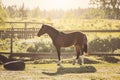 Young pinto gelding horse standing near fence in paddock Royalty Free Stock Photo