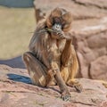 Portrait of young and playful African baboon