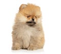 Portrait of a young Pomeranian Spitz