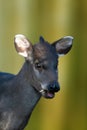 one portrait of a young pretty crested deer