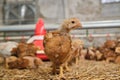 portrait young pullet Chicken poultry straw bedding farm industry factory lookin camera