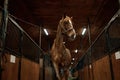 Portrait of young purebred stallion tied standing in stalls