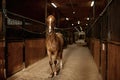 Portrait of young purebred stallion tied standing in stalls Royalty Free Stock Photo