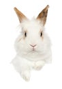 Portrait of a young Rabbit above banner