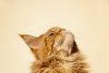Portrait of a young (red blotched tabby) Maine Coon female cat watching the sky