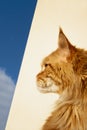Portrait of a young (red blotched tabby) Maine Coon female cat watching the sky