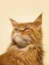 Portrait of a young (red blotched tabby) Maine Coon female cat watching the sky