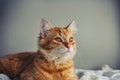 Portrait of a young red cat closeup Royalty Free Stock Photo