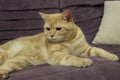 Portrait of a young red cat on the couch Royalty Free Stock Photo